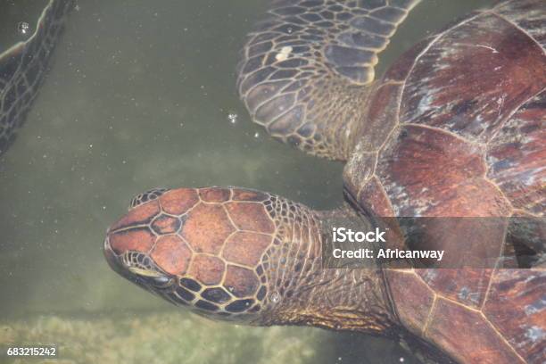 Green Sea Turtle Chelonia Mydas Nungwi Zanzibar Tanzania Indian Ocean Africa - Fotografias de stock e mais imagens de Alga