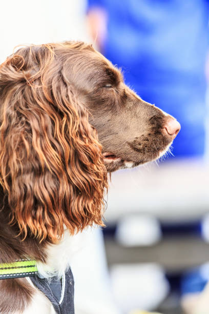 istock Lovely brown dog closeup 683215336