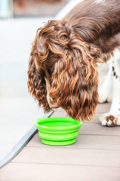 istock Lovely brown dog closeup 683215712