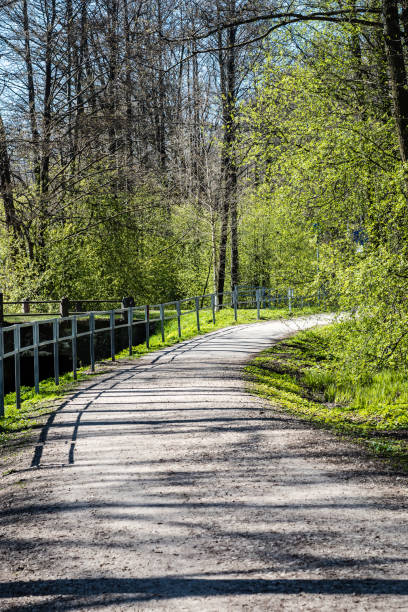 istock forest road with sun rays in the morning 683218812