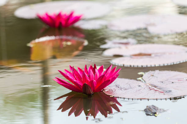 istock Closeup blooming waterlily or lotus flower on blur background. 683219384