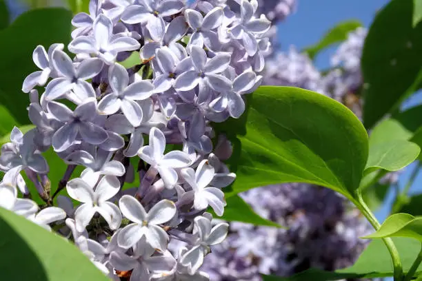 Lilac flowers in sunny spring day.