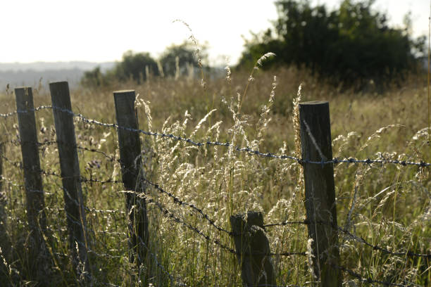 istock Golden grass field with fence in summer 683223354