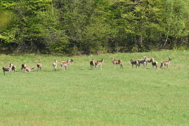 istock wildlife deer on the meadow 683229498