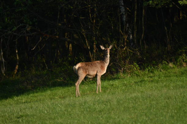 istock wildlife deer on the meadow 683229626