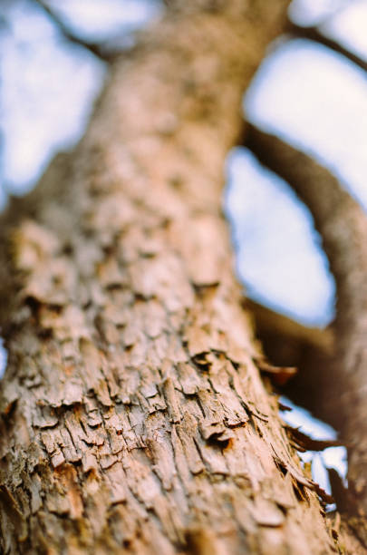 The main trunk of the tree with bark, branching. Texture of tree bark.