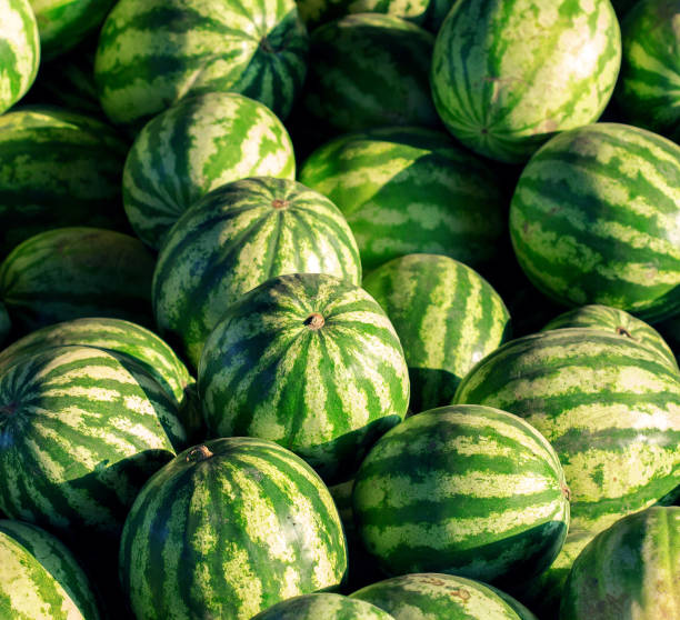 istock Many big watermelons closeup 683232680