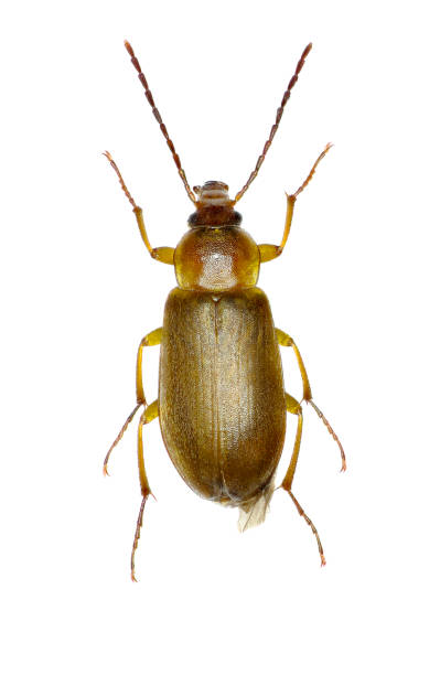 istock Sulphur Beetle on white Background  -  Cteniopus sulphureus (Linnaeus, 1758) 683234082