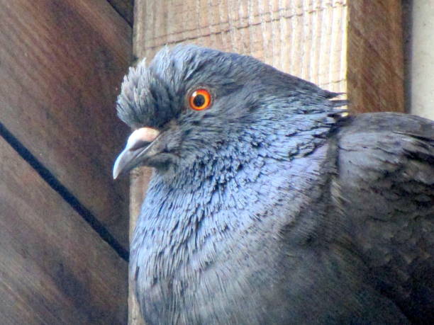 istock Pigeon in his hiding place 683234138