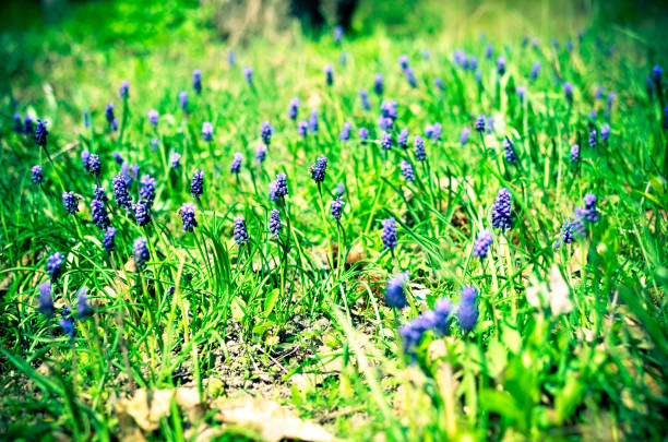 istock Many muscari flowers in green field 683236722