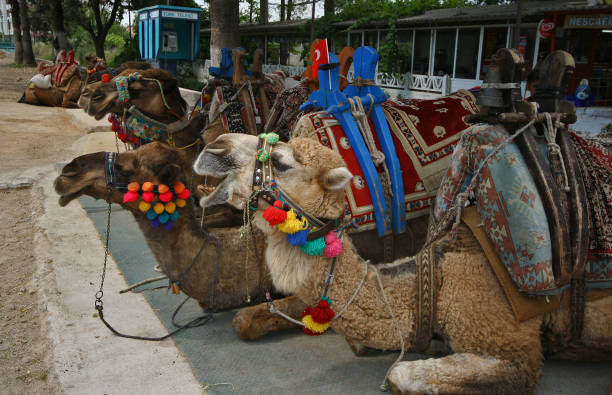istock Touristic camel in cappadocia 683239338