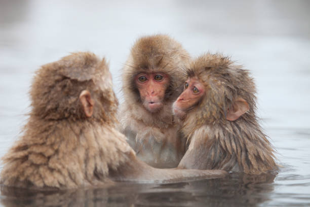 scimmie delle nevi a onsen - jigokudani foto e immagini stock