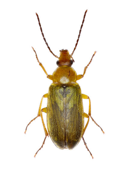 istock Sulphur Beetle on white Background  -  Cteniopus sulphureus (Linnaeus, 1758) 683241028