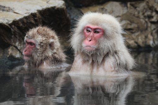 Snow Monkeys in Onsen Japan