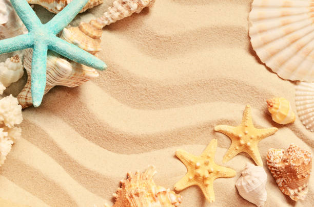 istock Seashells on a summer beach and sand as background. Sea shells. 683244904