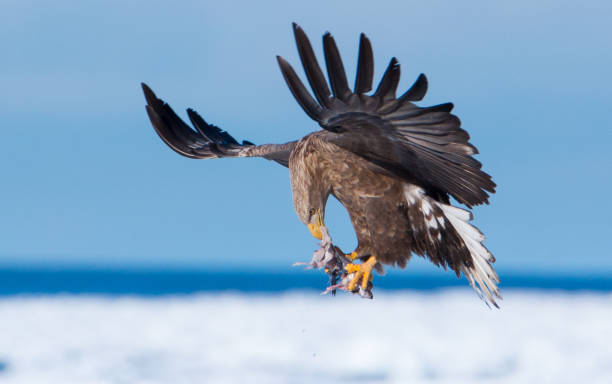 흰꼬리수리 - white tailed eagle sea eagle eagle sea 뉴스 사진 이미지