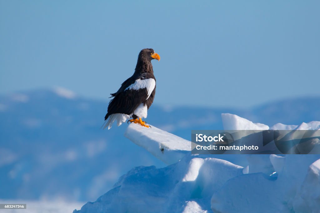 Steller's Sea Eagle Snow Stock Photo