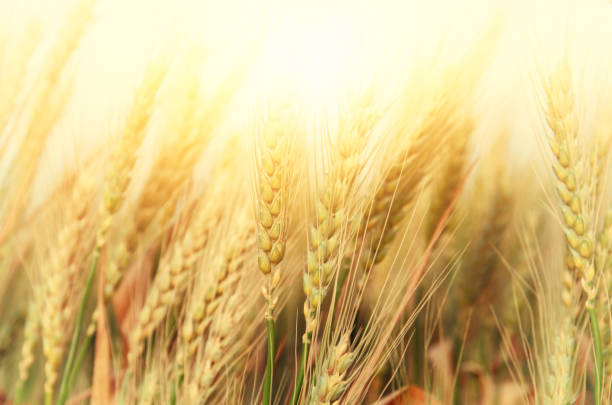 istock photo of wheat field at sunset 683250226