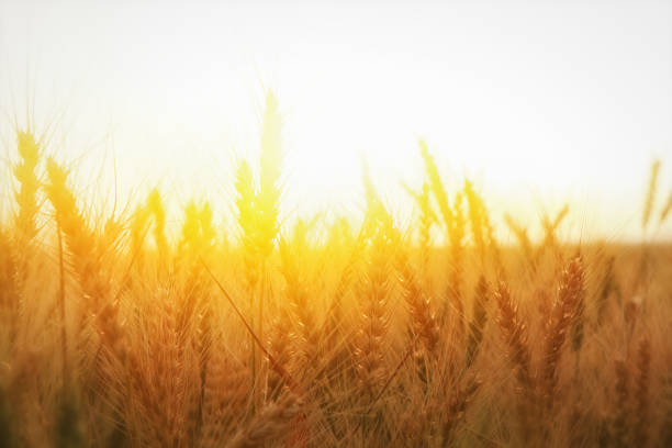 istock photo of wheat field at sunset 683250378