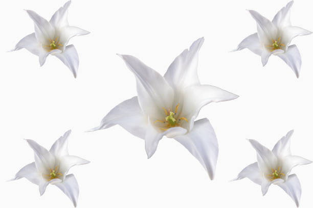 istock White tulips with white background in full bloom 683251480
