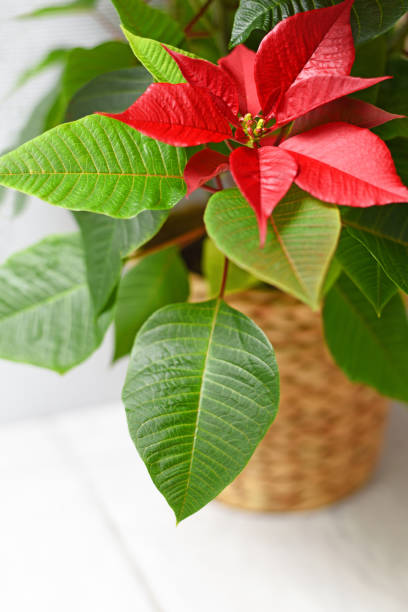istock Christmas Plant Poinsettia 683254556