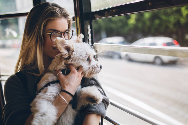 istock I taking my dog everywhere with me 683257362
