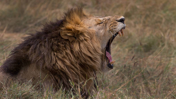 istock Male lion yawning 683257430
