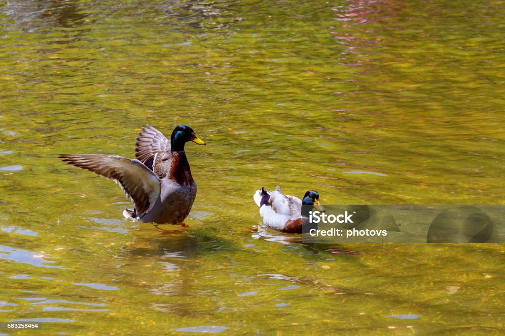 Lovely Duck swimming. Nature lake background. American Wigeon Lovely Duck swimming. Nature lake background. Africa Stock Photo