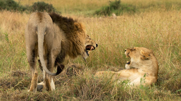 istock Male lion yawning 683260516