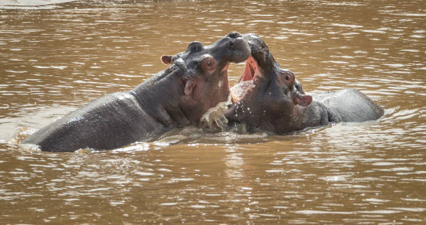 Hippos in the water in Amboseli National Park in Kenya