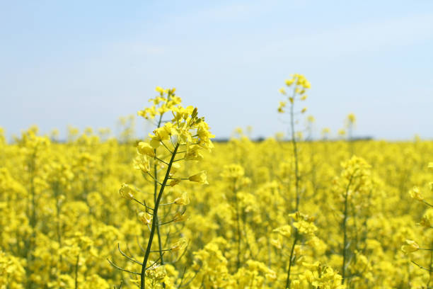 istock Rapeseed field with bright blue sky at the springtime 683262056