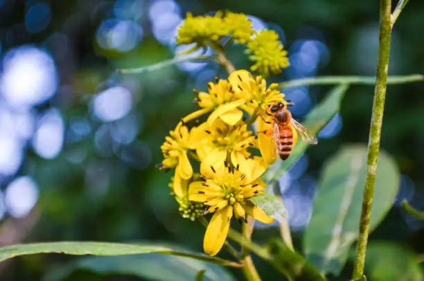 Macro closeup of orange honey bee on yellow wingstem flowers with bokeh focus