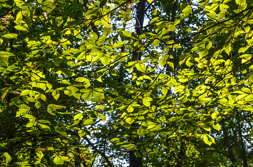 Many slippery elm tree leaves in sunlight with yellow green tint