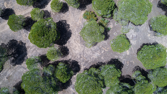Aerial view with drone, forest top view from Manavgat Antalya.