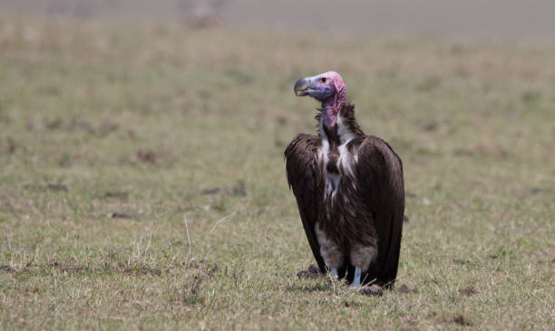 vultures - picking a fight fotografías e imágenes de stock
