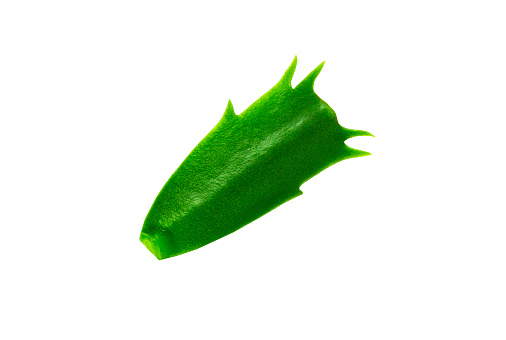 Green Leaf zigokaktus on white isolated background