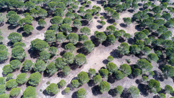 vue aérienne avec le drone, vue de dessus de forêt - top wiew photos et images de collection