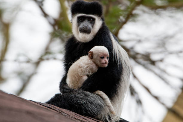 mantled guereza and its baby - colobo preto e branco oriental imagens e fotografias de stock