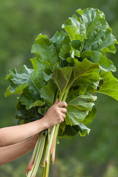 istock hands holding leaves of rhubarb 683271638