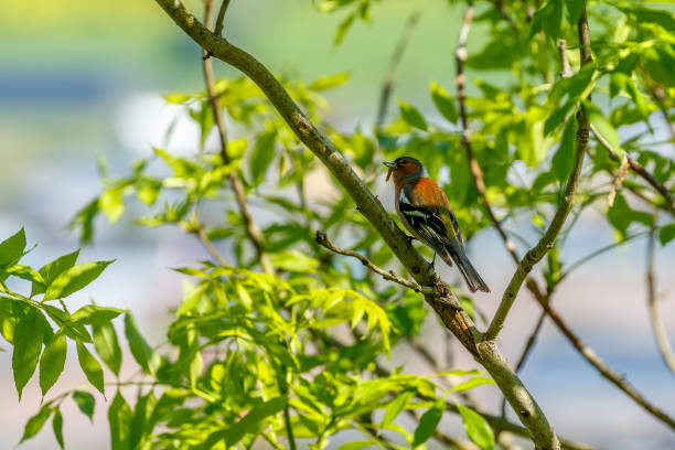 istock Chaffinch on a branch with a caterpillar in its beak 683271810