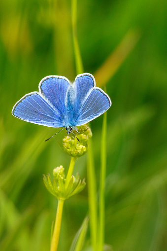 Common Blue butterfly sitting on a flower with winged wings