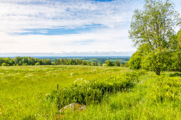 istock Summer meadow with lush trees and a beautiful view on the horizon 683272088