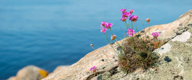 istock Tussock of Thrift 683274514