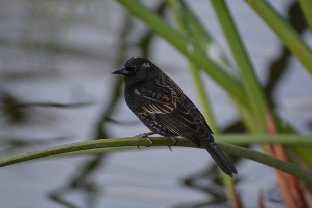 istock black wild birds in Santiago, Chile 683277496