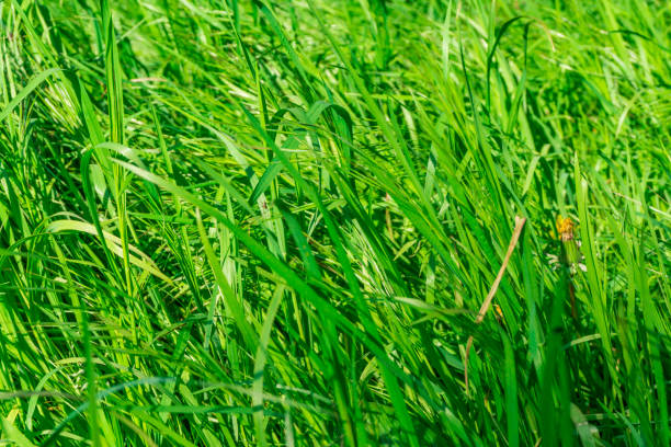 istock Green grass at sunshine as background 683277610