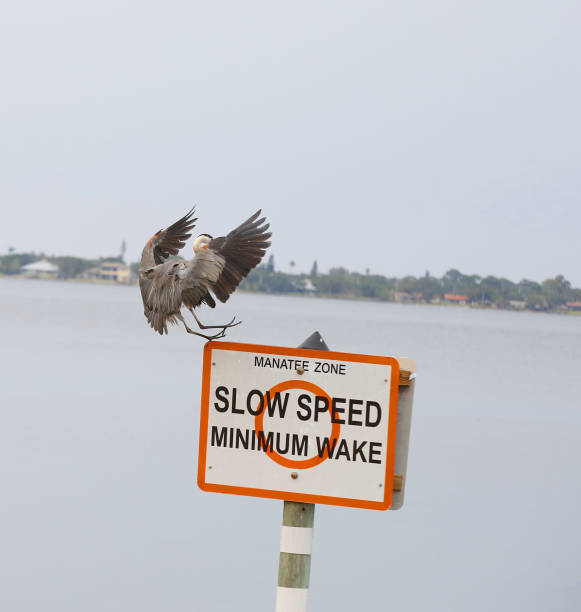 istock Great blue heron landing on a river warning sign 683278096