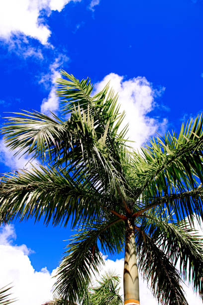 istock An image of nice palm trees in the blue sunny sky 683278142