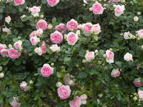 istock Flower bed of blooming pink roses 683280358