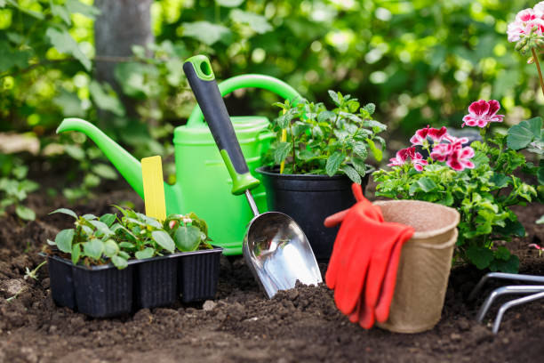 istock Gardening tools and flowers in pot for planting at backyard. 683280654