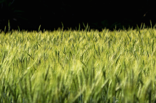 Ripening rye on the field in early summer